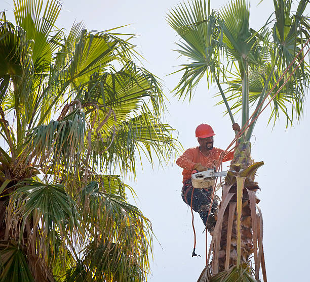 Reliable Pensacola Station, FL Tree Services Solutions